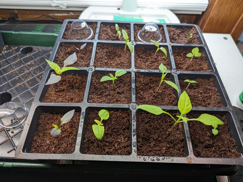 Create a Seedling Nursery