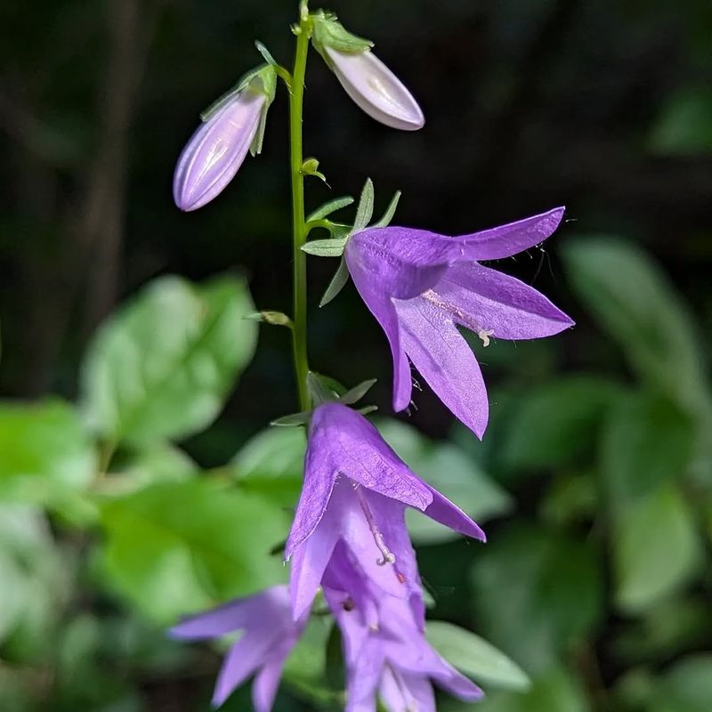 Creeping Bellflower