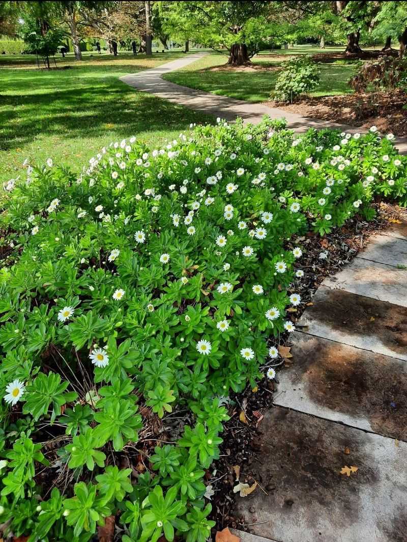 Pachysandra