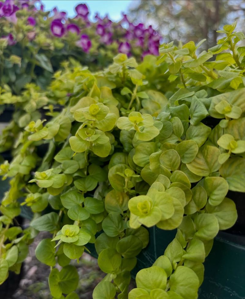 Creeping Jenny