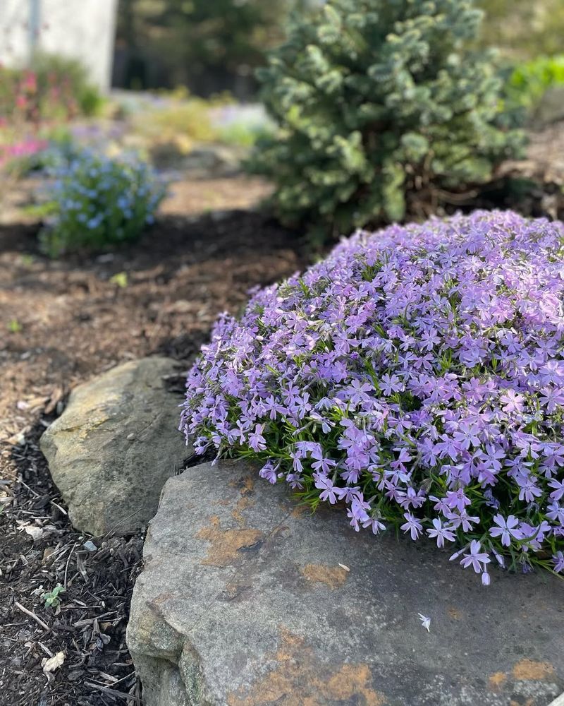 Creeping Phlox