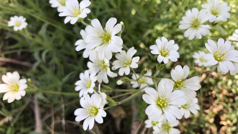 Snow-in-Summer