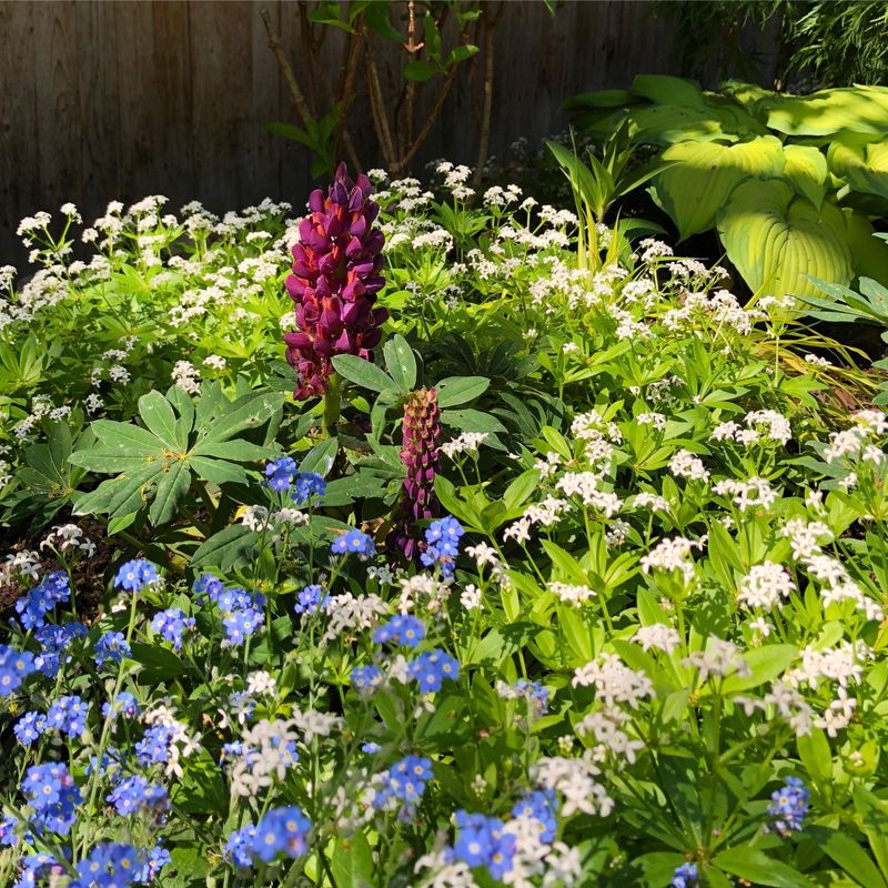 Sweet Woodruff