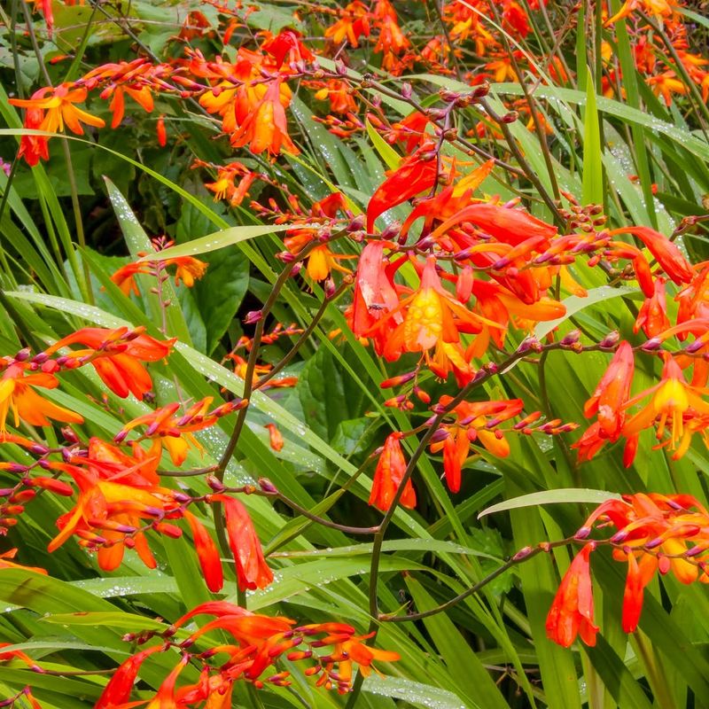 Crocosmia