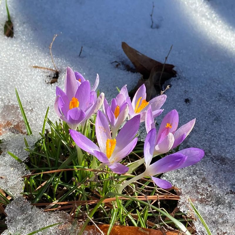 Crocuses