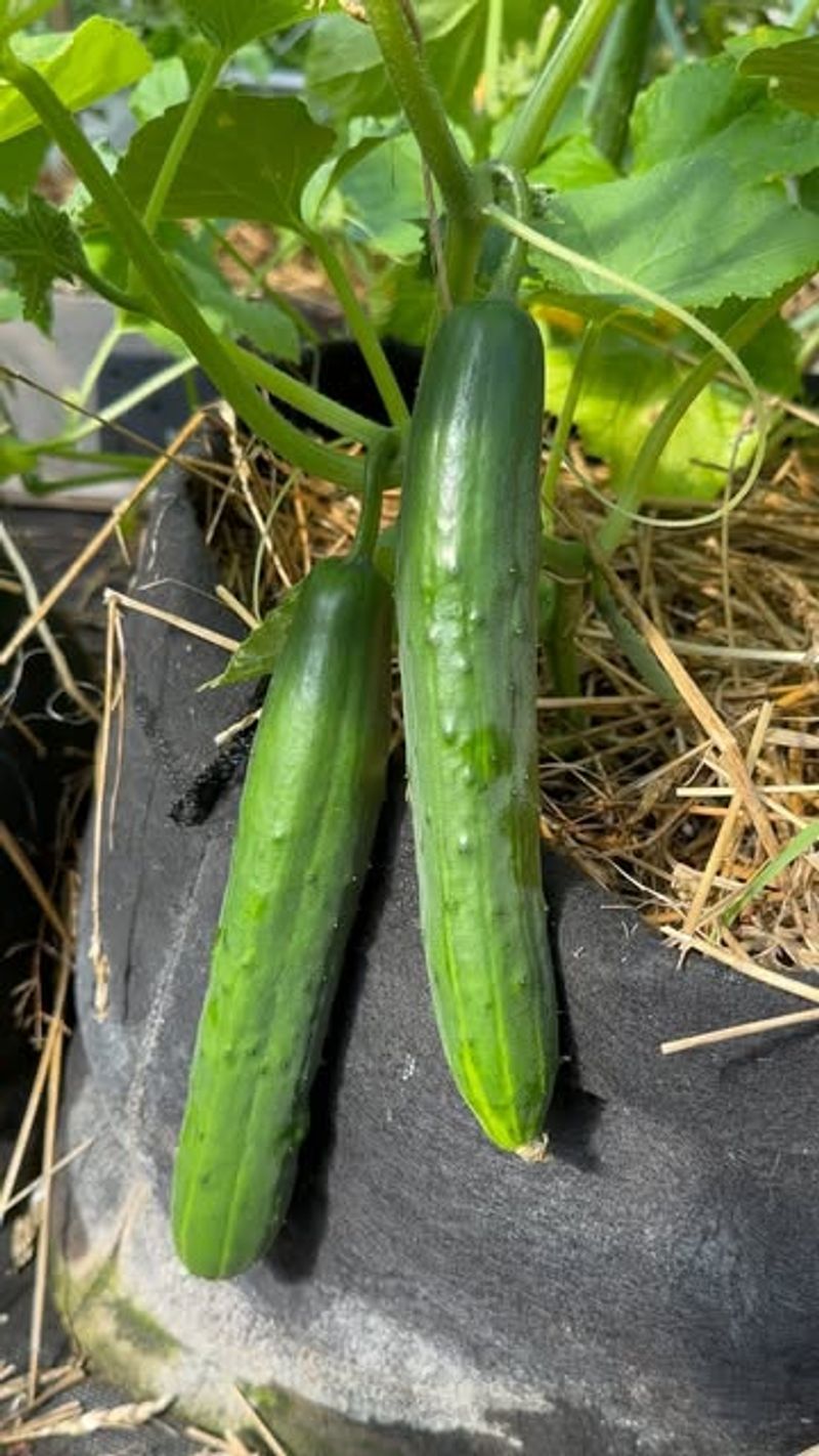 Cucumber