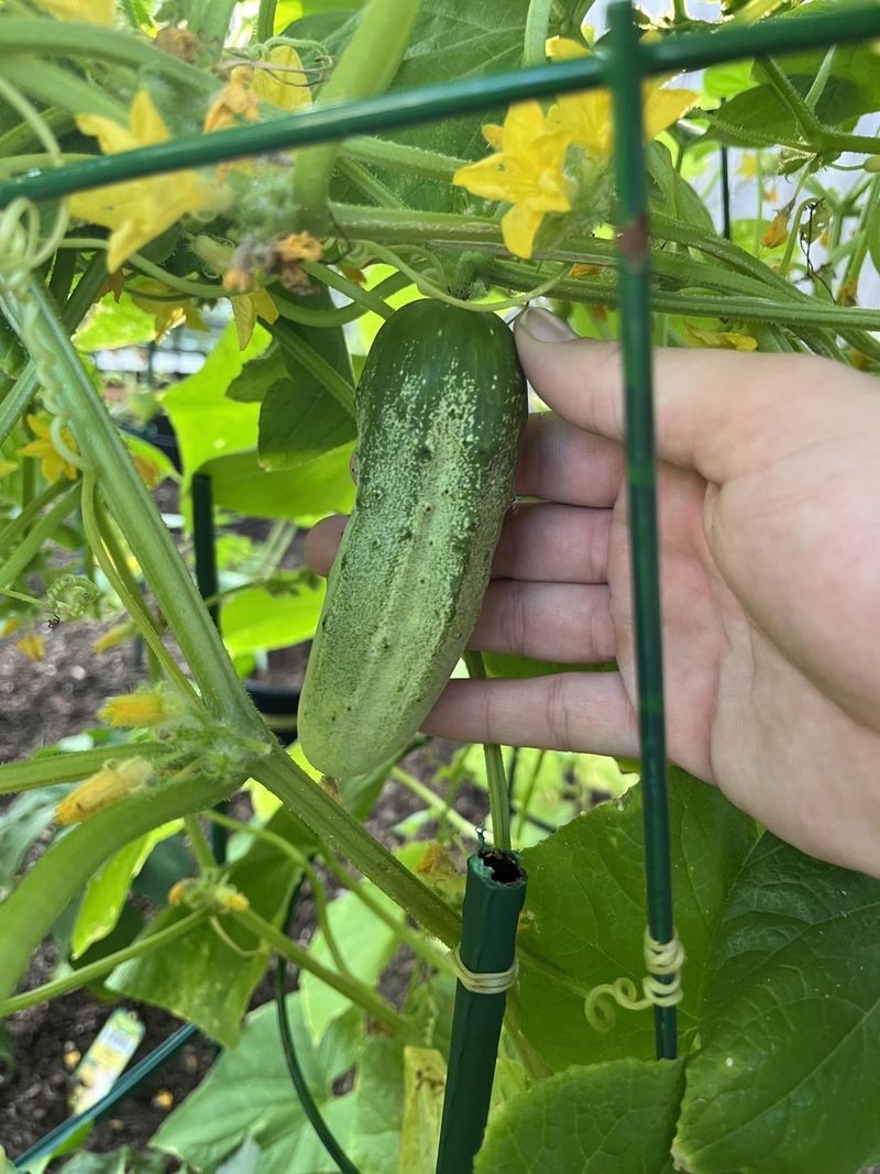 Cucumbers