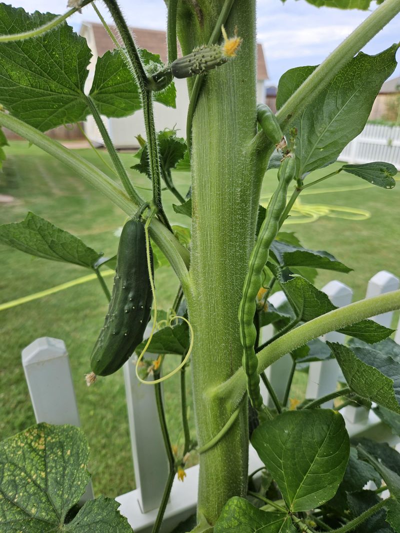 Cucumbers and Sunflowers