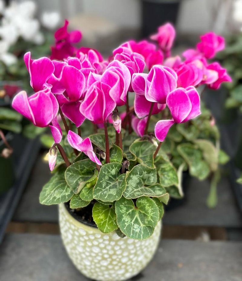 Cyclamen