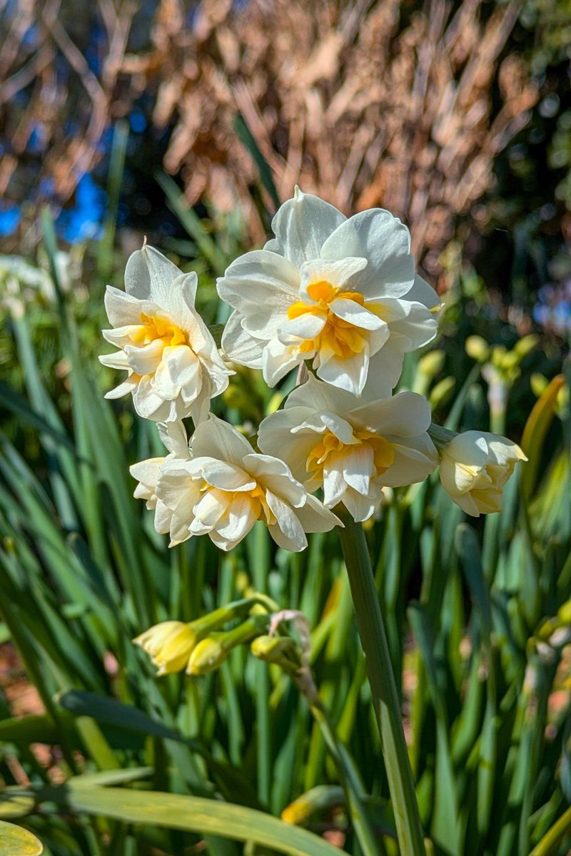 Daffodil