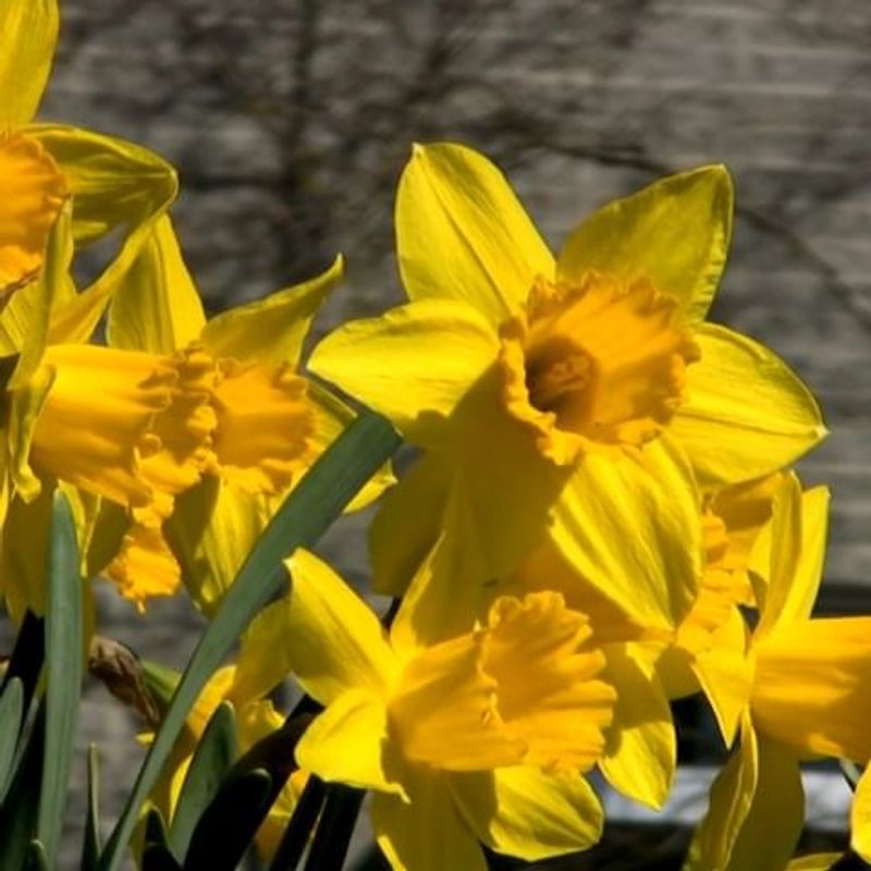 Daffodil Poison