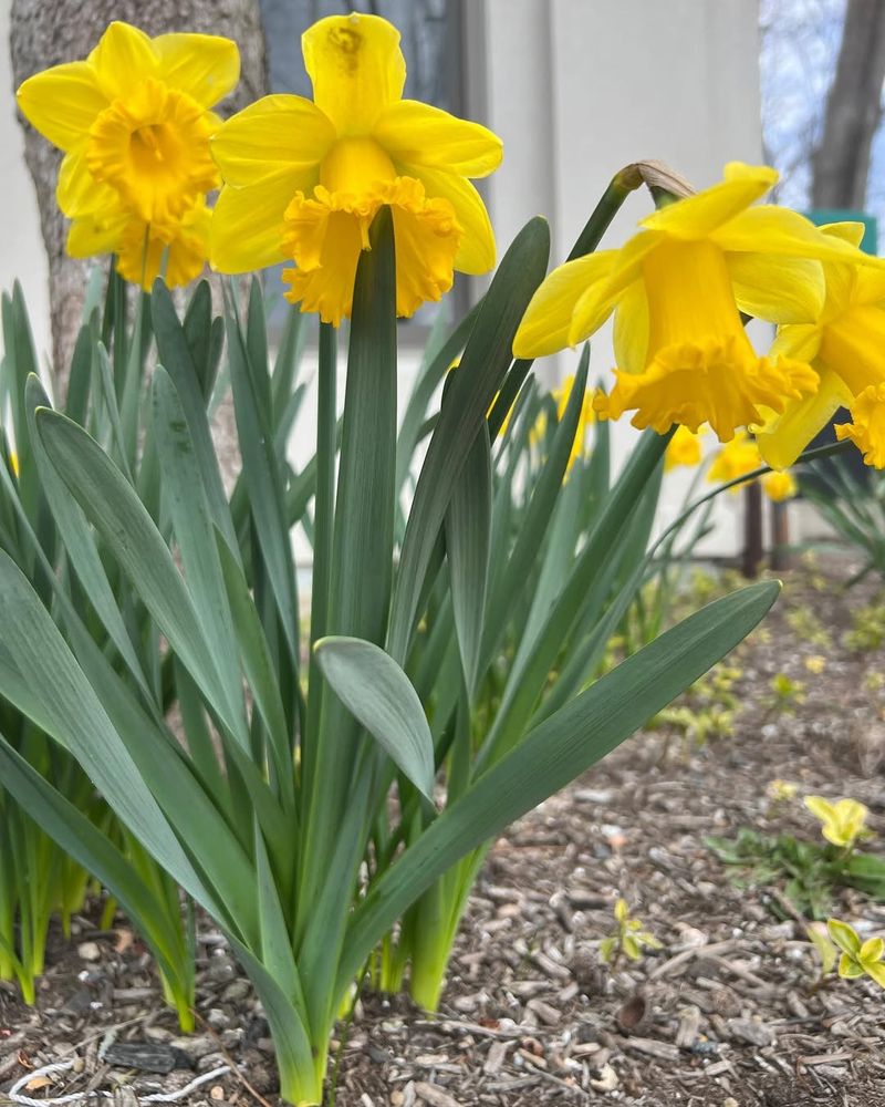 Daffodil Symbolism