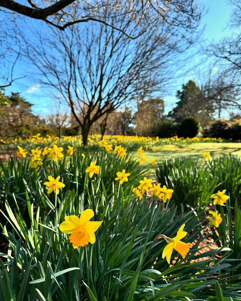 Daffodil’s Mythical Healing Powers