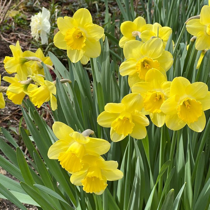 Daffodils and Greek Myths