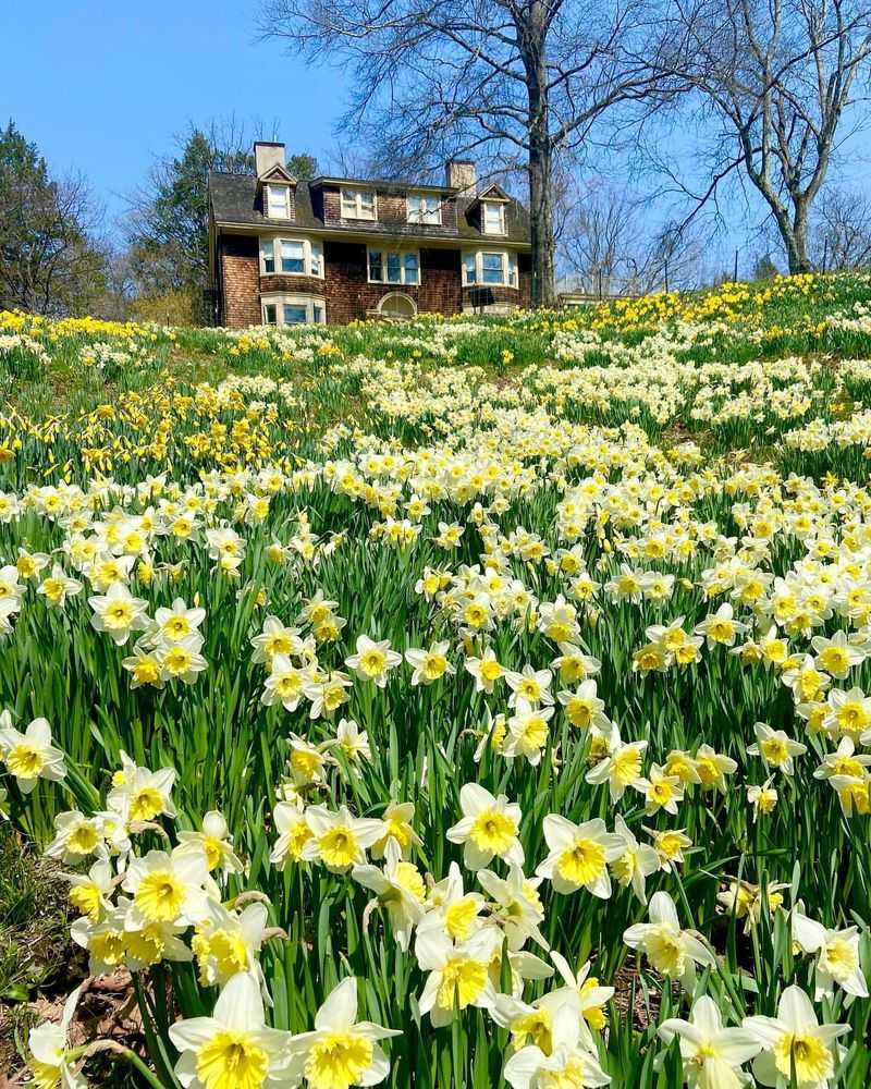 Daffodils and New Year Celebrations