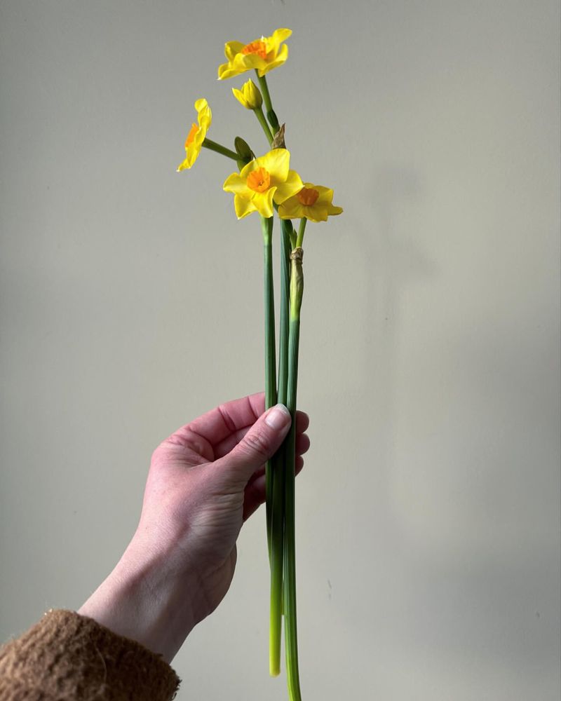 Daffodils in the Floral Industry