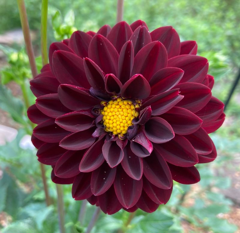 Dahlia