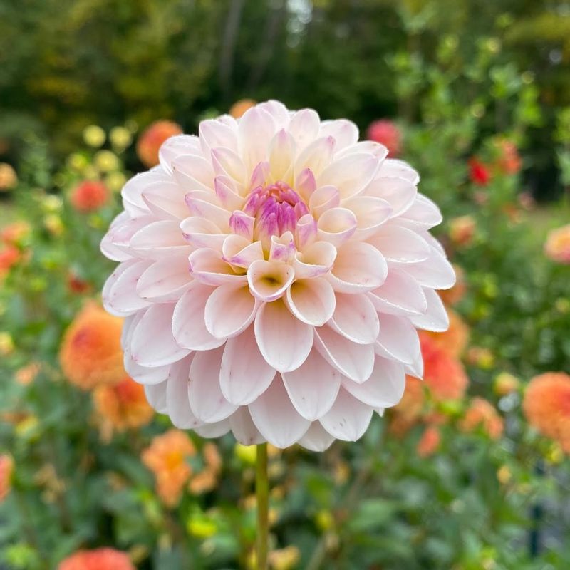 Dahlia