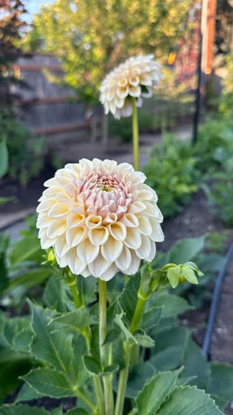 Dahlia