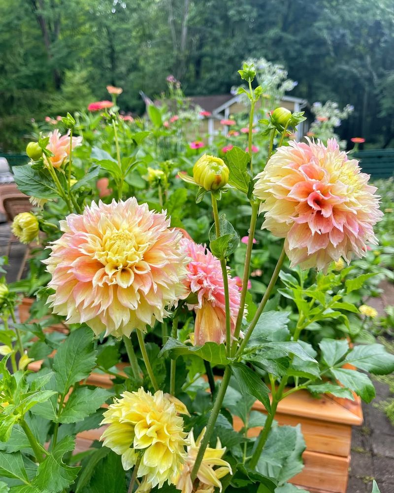 Dahlias