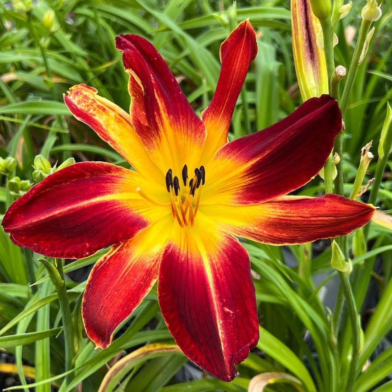 Daylily