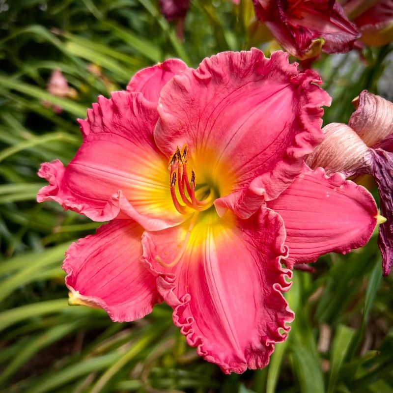 Daylily