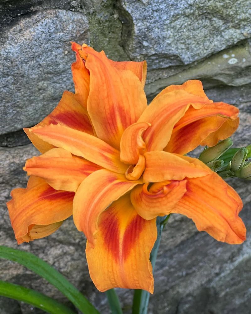 Daylily (Hemerocallis)