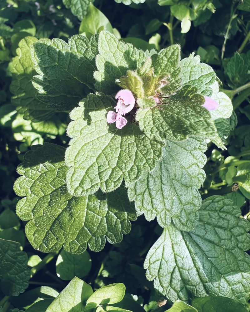 Dead Nettle