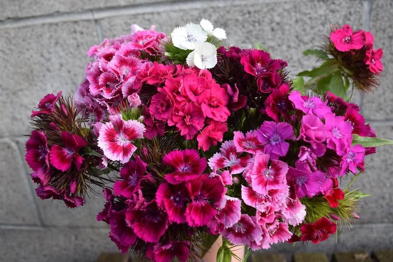 Dianthus