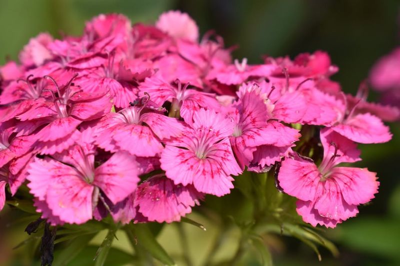 Dianthus