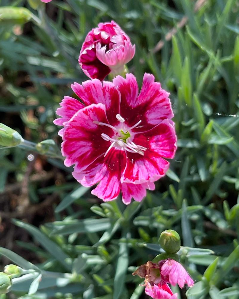 Dianthus