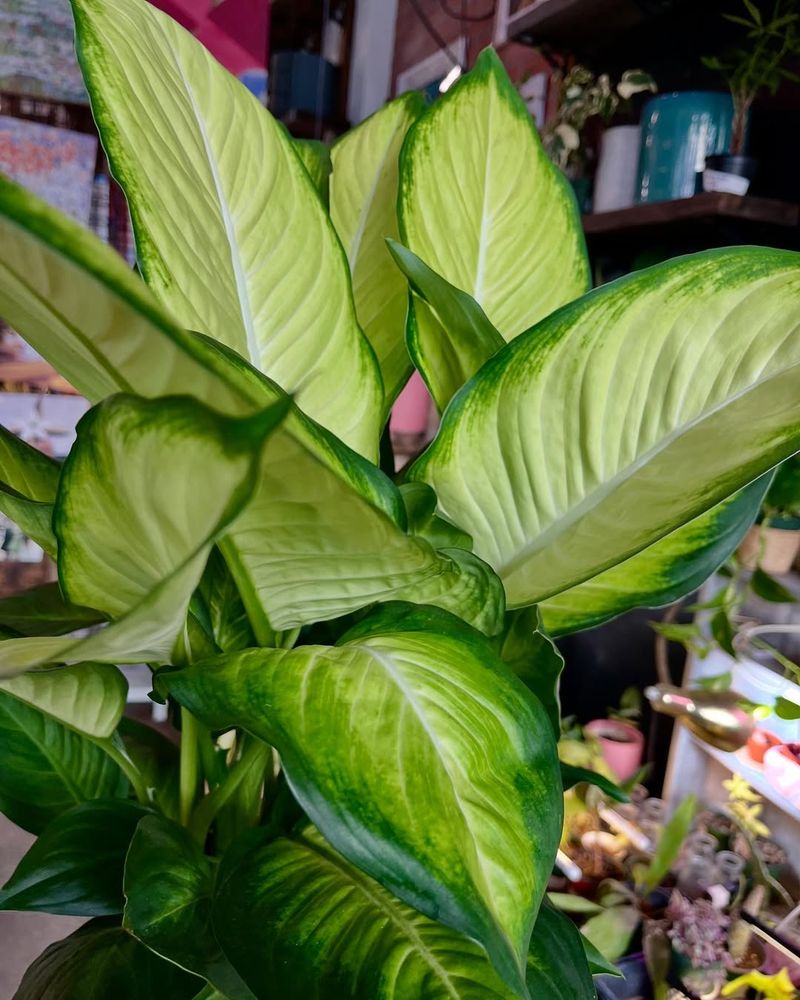 Dieffenbachia