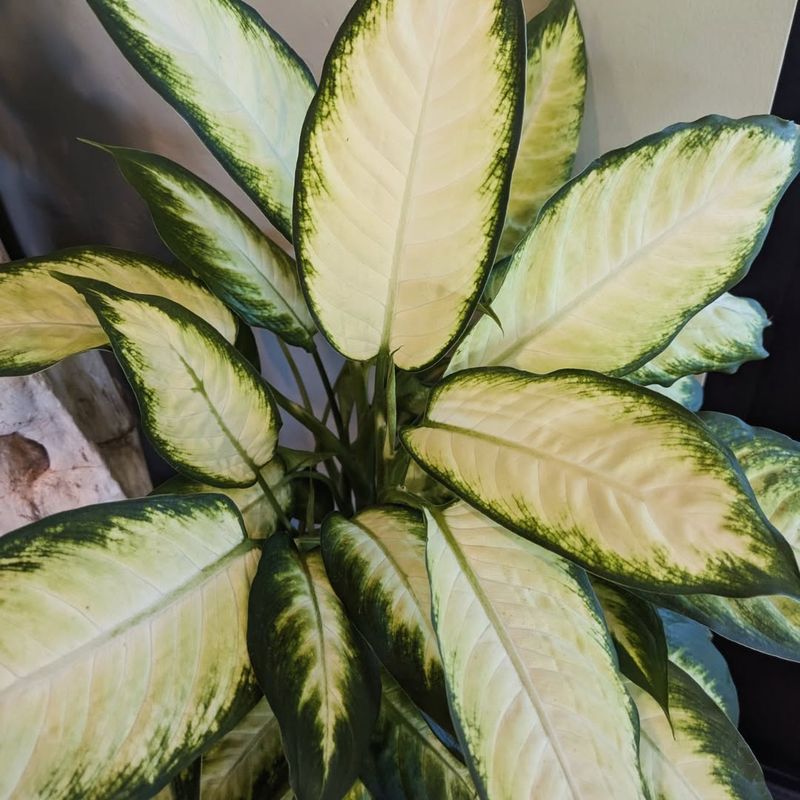 Dieffenbachia