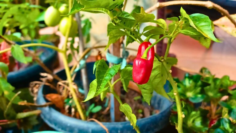 Growing Peppers Indoors