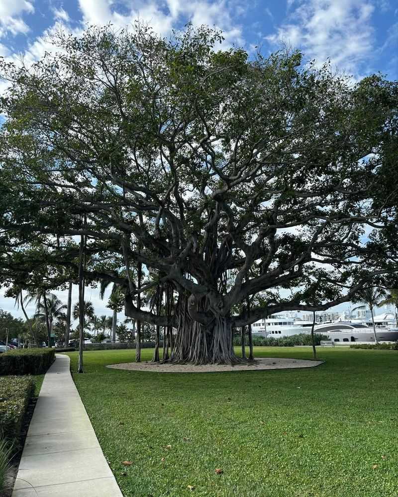 Banyan Tree