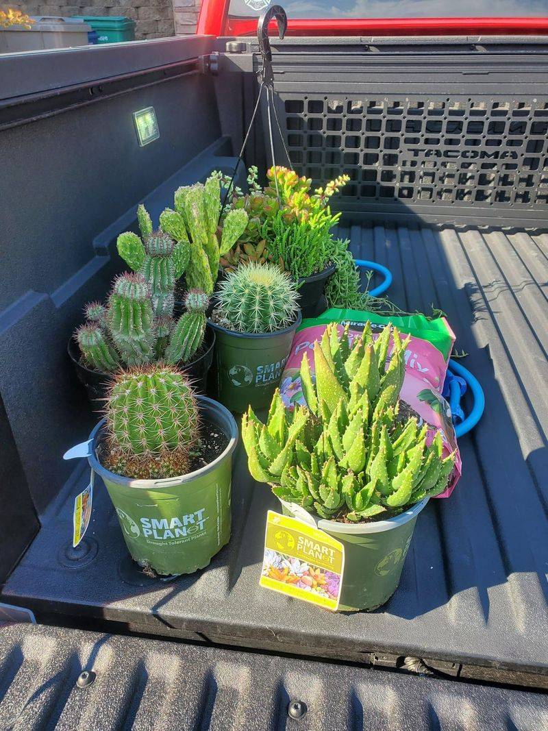 Drought-Tolerant Cacti Garden