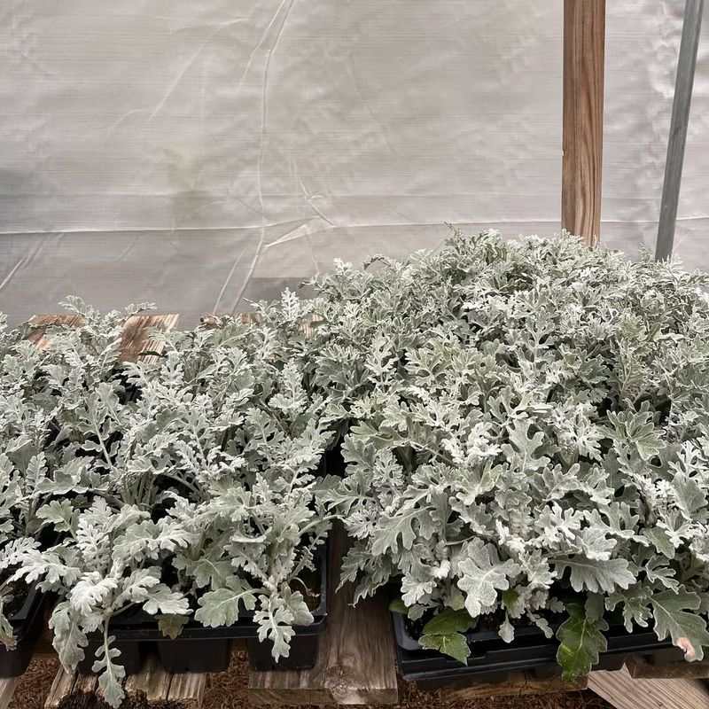 Dusty Miller