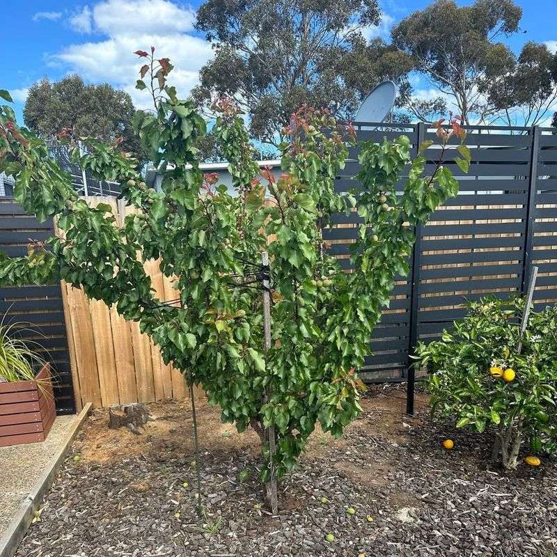 Dwarf Apricot Tree