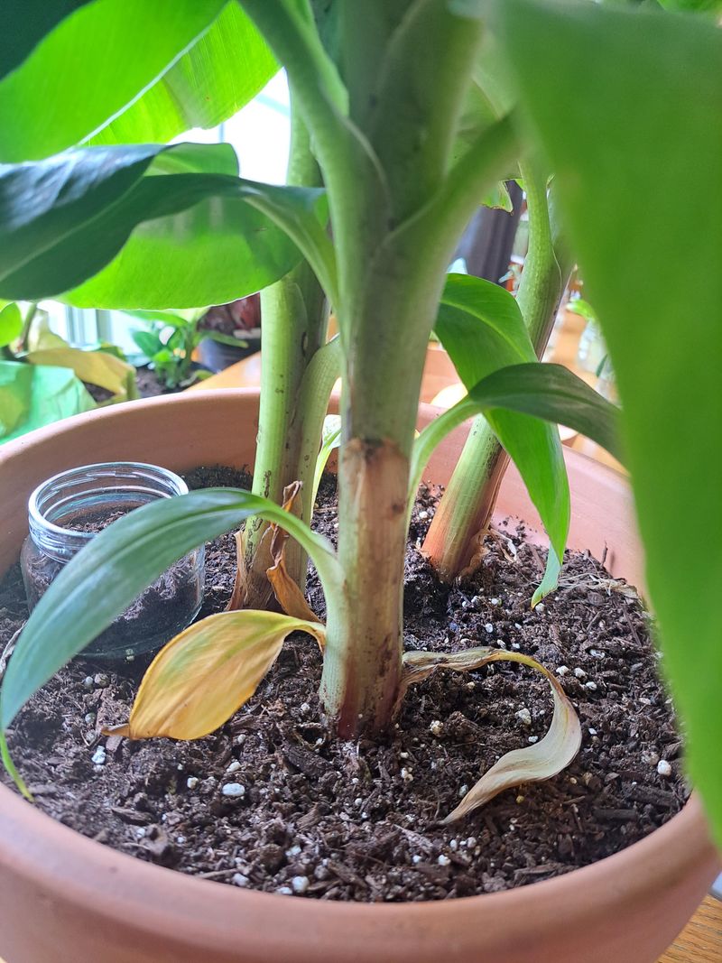 Dwarf Banana Tree