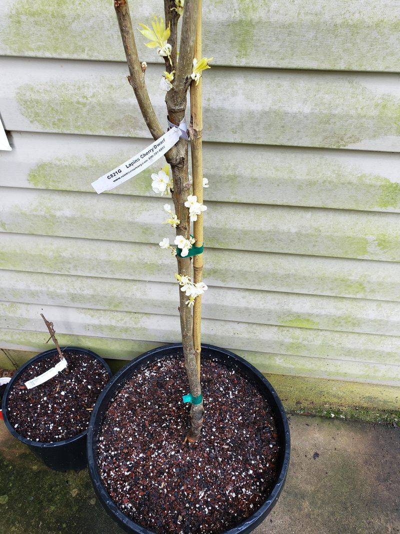 Dwarf Cherry Tree