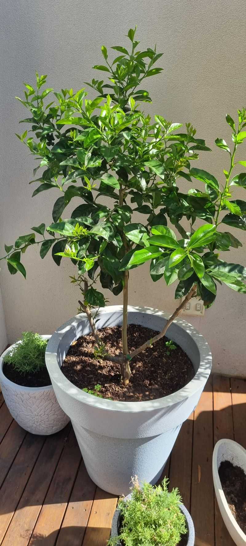 Dwarf Lime Tree