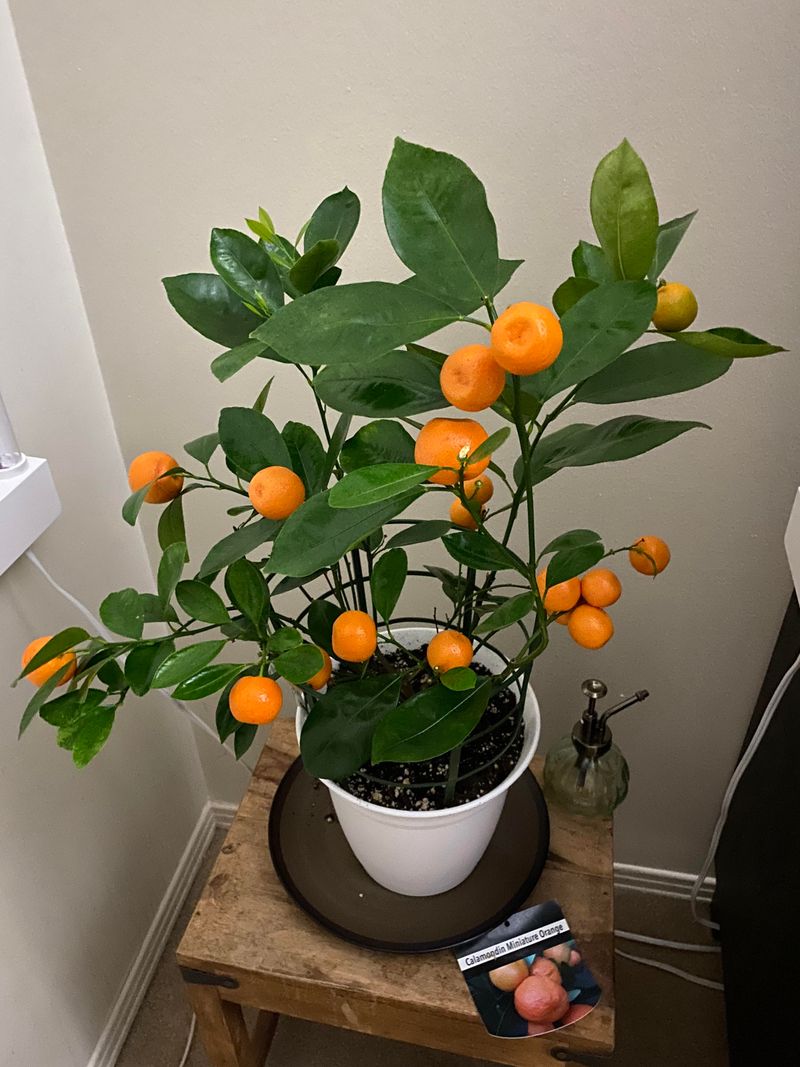 Dwarf Mandarin Tree