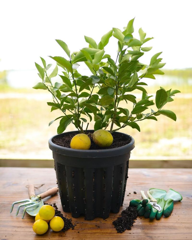 Dwarf Meyer Lemon