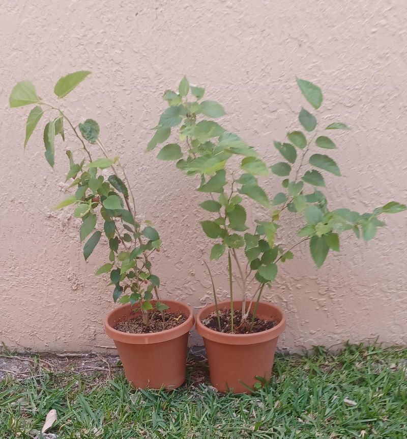 Dwarf Mulberry Tree