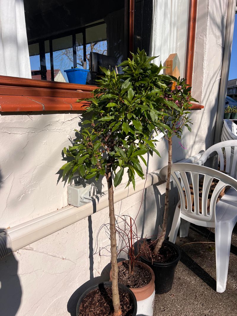 Dwarf Nectarine Tree