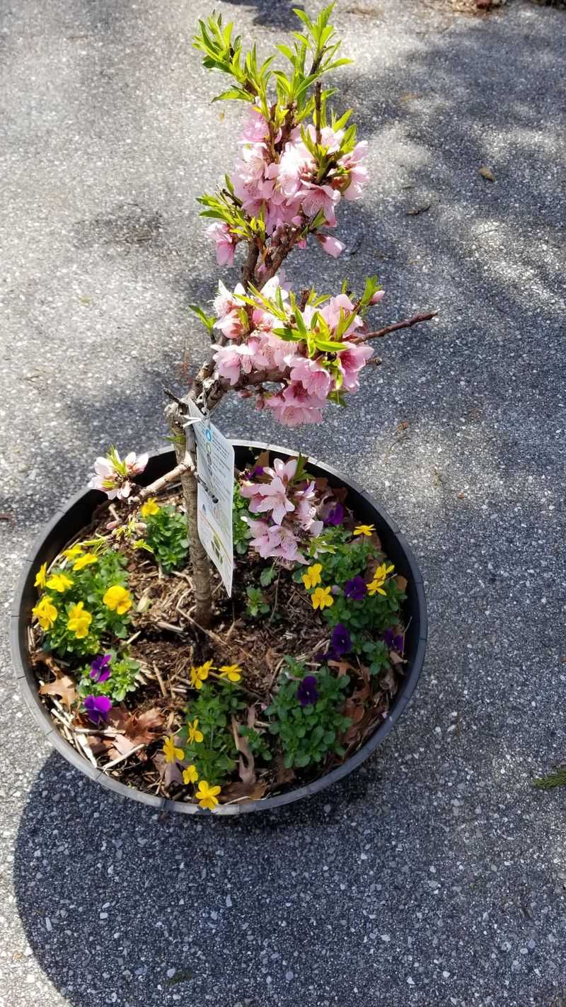 Dwarf Peach Tree