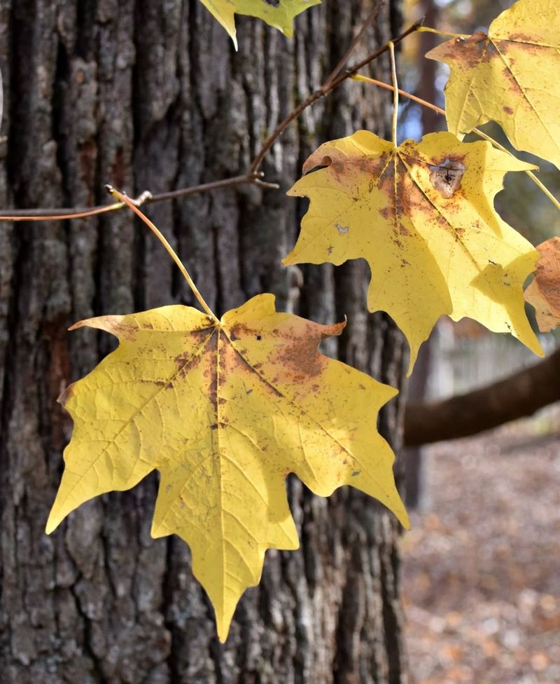 Sugar Maple