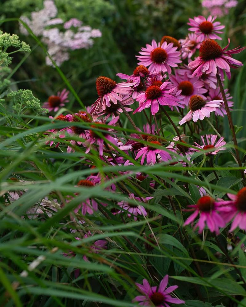 Echinacea