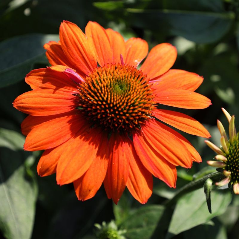 Echinacea (Orange Coneflower)