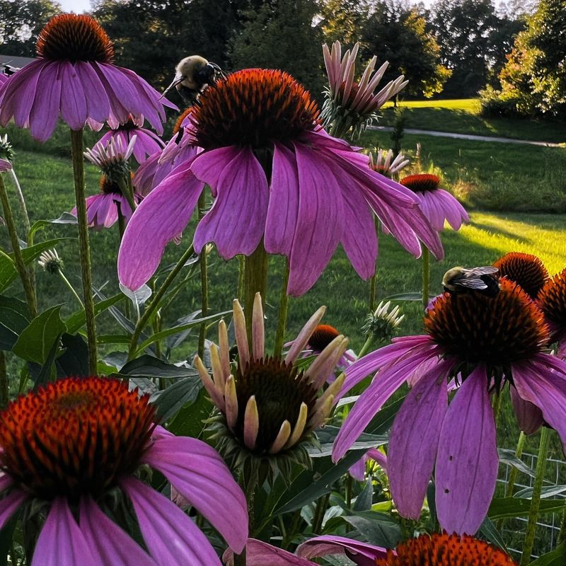 Echinacea